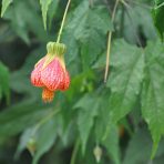  Flower, Cotacachi, Ecudaor 2011